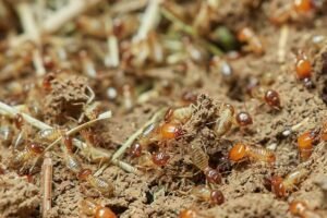 Read more about the article Why Mulch Attracts Termites and How to Avoid It