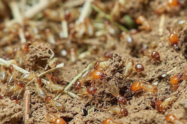 Why Mulch Attracts Termites and How to Avoid It