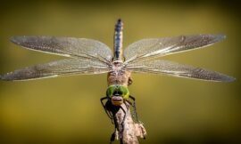 Why Should You Attract Dragonflies to Your Yard?