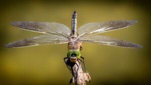 Read more about the article Why Should You Attract Dragonflies to Your Yard?