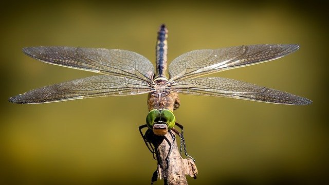 Why Should You Attract Dragonflies to Your Yard