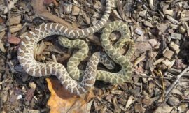 You Should Be Aware of These 15 Western Hognose Morphs.