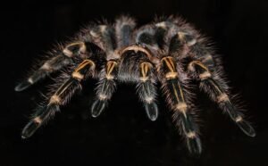 Read more about the article Pet Guide for Cobalt Blue Tarantulas