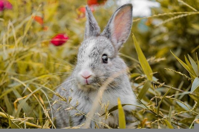 Almond milk: Is it Safe for Rabbits?