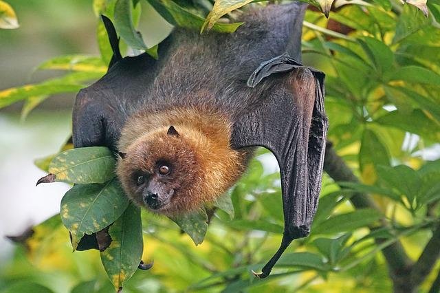 Bats can reproduce, but do they lay eggs?