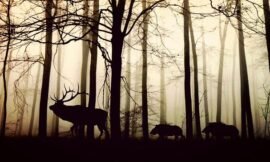 Is Night Vision Possible for Deer?