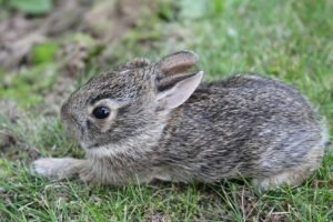 Read more about the article How Do You Describe a Bunch of Rabbits?