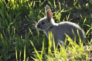 Read more about the article Do Rabbits Know How to Swim?