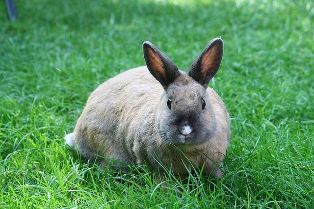 Can you explain what a rabbit binky is?
