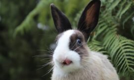 Do bunnies possess whiskers?