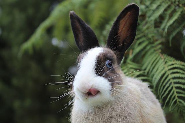 Do bunnies possess whiskers?