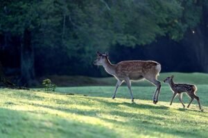 Read more about the article If I Use Moth Balls, Will Deer Stay Away?