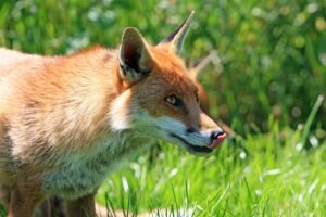 Read more about the article Are Foxes Omnivores?