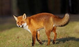 How High Can Foxes Climb?