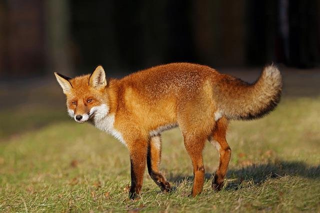 How High Can Foxes Climb?