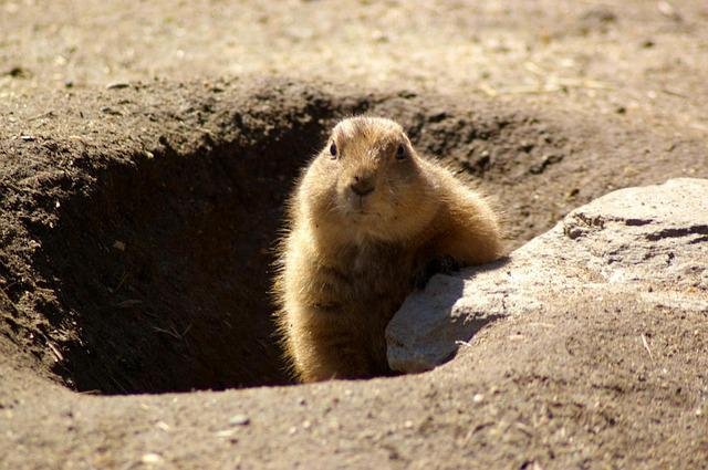 Are snakes on the menu for groundhogs?