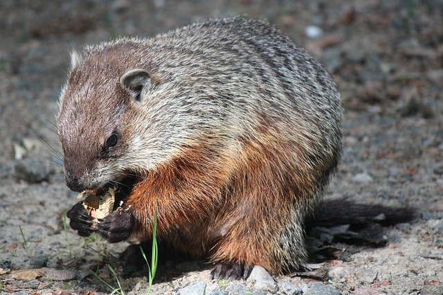 Can You Guess How Many Teeth a Groundhog Has?