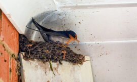 When Is It Okay To Remove A Swallows Nest?