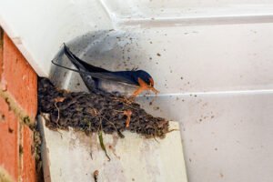 Read more about the article When Is It Okay To Remove A Swallows Nest?