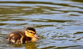 The secret to keeping ducks at your pond for the long haul