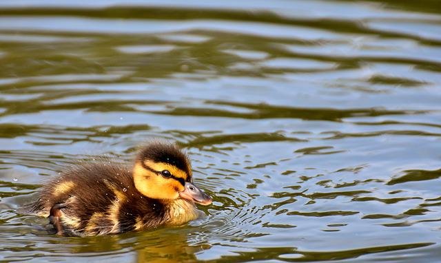 The secret to keeping ducks at your pond for the long haul.