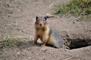 Read more about the article Are Groundhogs Capable of Climbing Trees?