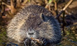3 Simple Ways to Get Rid of Muskrats in a Pond