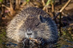 Read more about the article 3 Simple Ways to Get Rid of Muskrats in a Pond