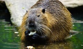 Do Beavers Take Fish in Their Diet?