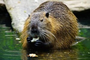 Read more about the article Do Beavers Take Fish in Their Diet?