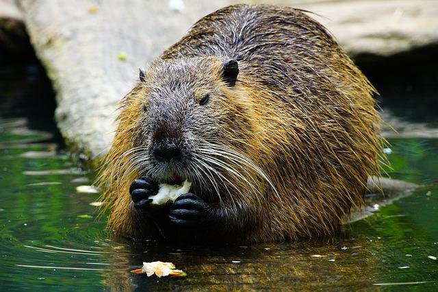 Do Beavers Take Fish in Their Diet?