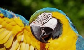Do Macaws Require a Lot of Upkeep?