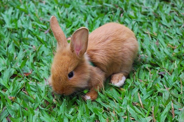 Are Walnuts Eatable by Rabbits?