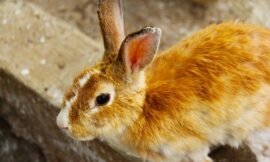 What Causes My Rabbit to Have Cold Ears?
