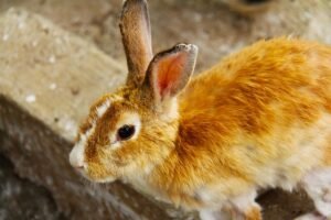 Read more about the article What Causes My Rabbit to Have Cold Ears?