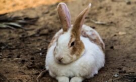Do all rabbits have tails that are white in color?