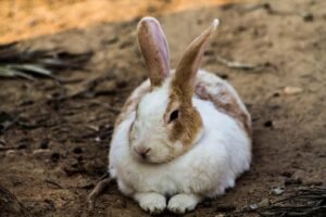 Read more about the article Do all rabbits have tails that are white in color?