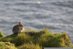 Read more about the article Dried cranberries: Safe to eat by rabbits?