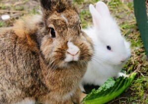 Read more about the article Can Ducks and Bunnies Share the Same Habitat Peaceably?