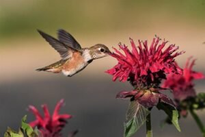 Read more about the article Are Bears More Likely to Visit Feeders With Hummingbirds?