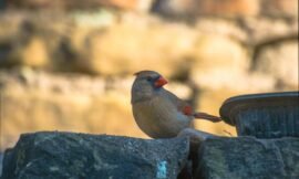 Are Cardinals and Robins Friends with One Another?
