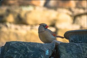 Read more about the article Are Cardinals and Robins Friends with One Another?