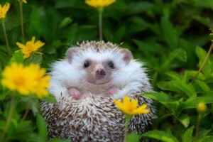 Read more about the article Care Instructions for Hedgehogs as Pets