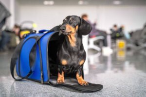 Read more about the article International Dog Travel Tips