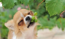 Can Dogs Consume Grapes Without Any Harm?