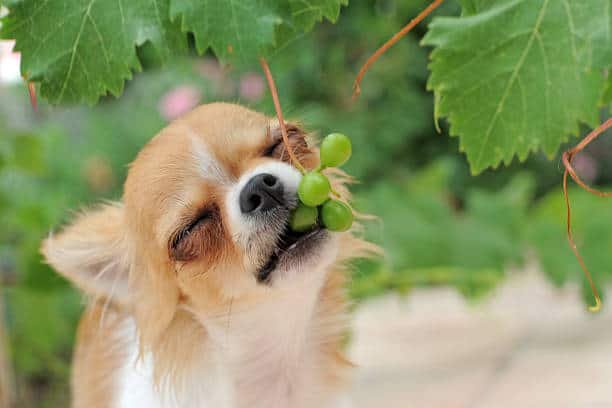 Can Dogs Consume Grapes Without Any Harm?