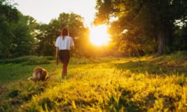 Why Do Dogs Sunbathe? 5 Major Health Advantages