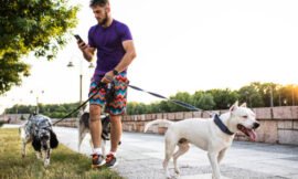 How to Start a Dog Walking Business and Make Extra Money