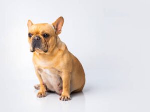 Read more about the article The Initial 3 Signs of Dog Pregnancy