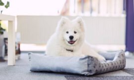 Why get a Samoyed Puppy